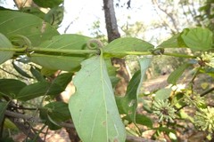 Uncaria sessilifructus